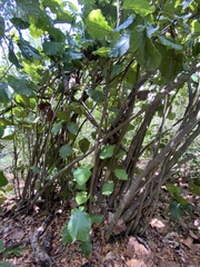 Coccoloba rugosa