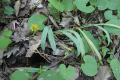 Galanthus alpinus