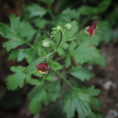 Scrophularia tanacetifolia
