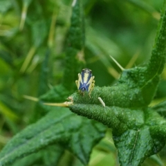 Evacanthus interruptus