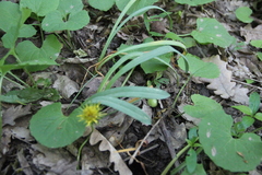 Galanthus alpinus