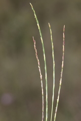 Narduroides salzmannii