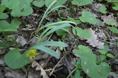 Galanthus alpinus