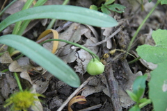 Galanthus alpinus