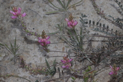 Onobrychis stenorhiza