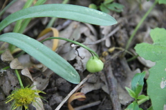 Galanthus alpinus
