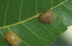 Phylloxera russellae