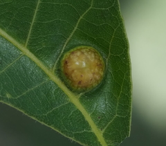 Phylloxera russellae