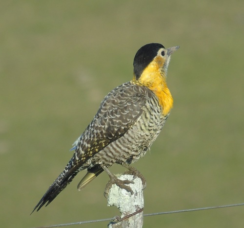 Campo Flicker