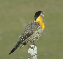 Campo Flicker photo 4