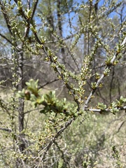 Hippophae