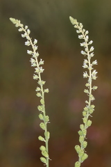 Reseda undata