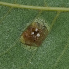 Phylloxera russellae