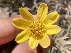 Adenothamnus validus