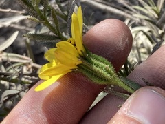 Adenothamnus validus