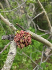 Aceria parapopuli