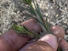 Adenothamnus validus