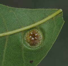 Phylloxera russellae
