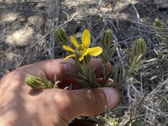 Adenothamnus validus