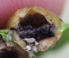 Phylloxera russellae