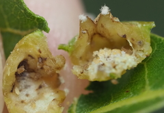 Phylloxera russellae