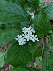 Pourthiaea villosa