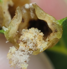 Phylloxera russellae