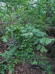 Pourthiaea villosa
