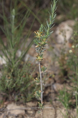 Thymelaea argentata