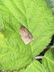 Cacoecimorpha pronubana