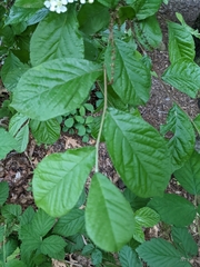 Pourthiaea villosa