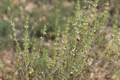 Thymus zygis gracilis