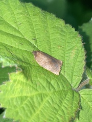 Cacoecimorpha pronubana