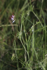 Vicia parviflora