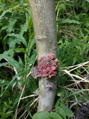Aceria parapopuli