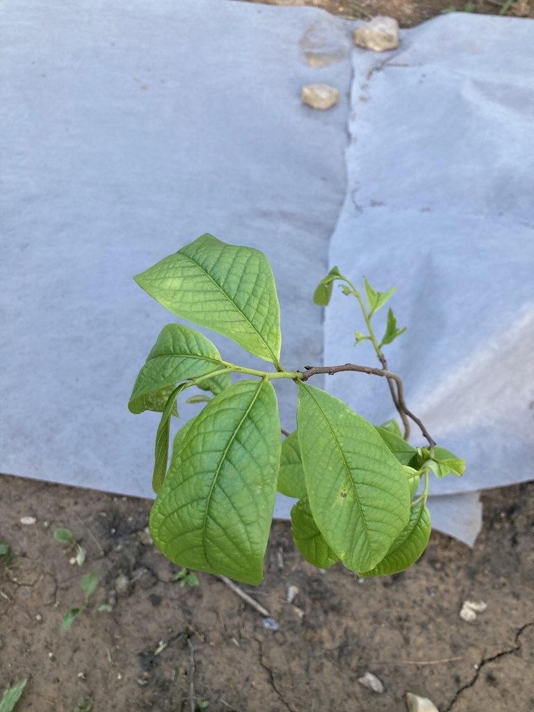common pawpaw from Centre County, US-PA, US on May 21, 2022 at 07:52 PM ...