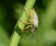 Euschistus conspersus