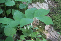 Polygonatum glaberrimum