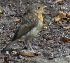 Erithacus rubecula