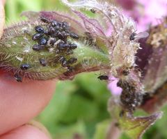 Brachycaudus lychnidis