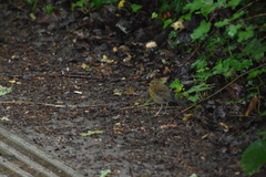 Erithacus rubecula