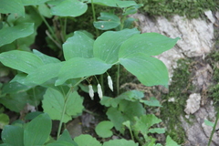Polygonatum glaberrimum