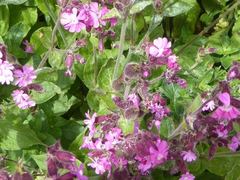 Brachycaudus lychnidis