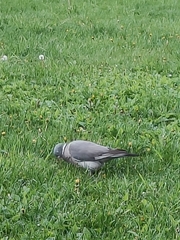 Columba palumbus