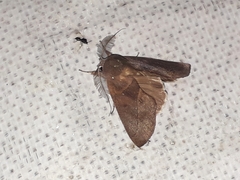 Hemiceras domingonis