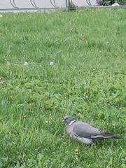 Columba palumbus