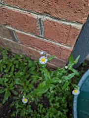 Erigeron philadelphicus