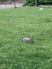 Columba palumbus