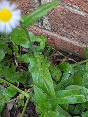 Erigeron philadelphicus
