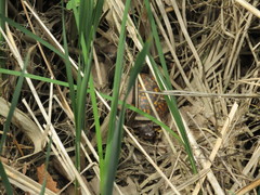 Terrapene carolina carolina